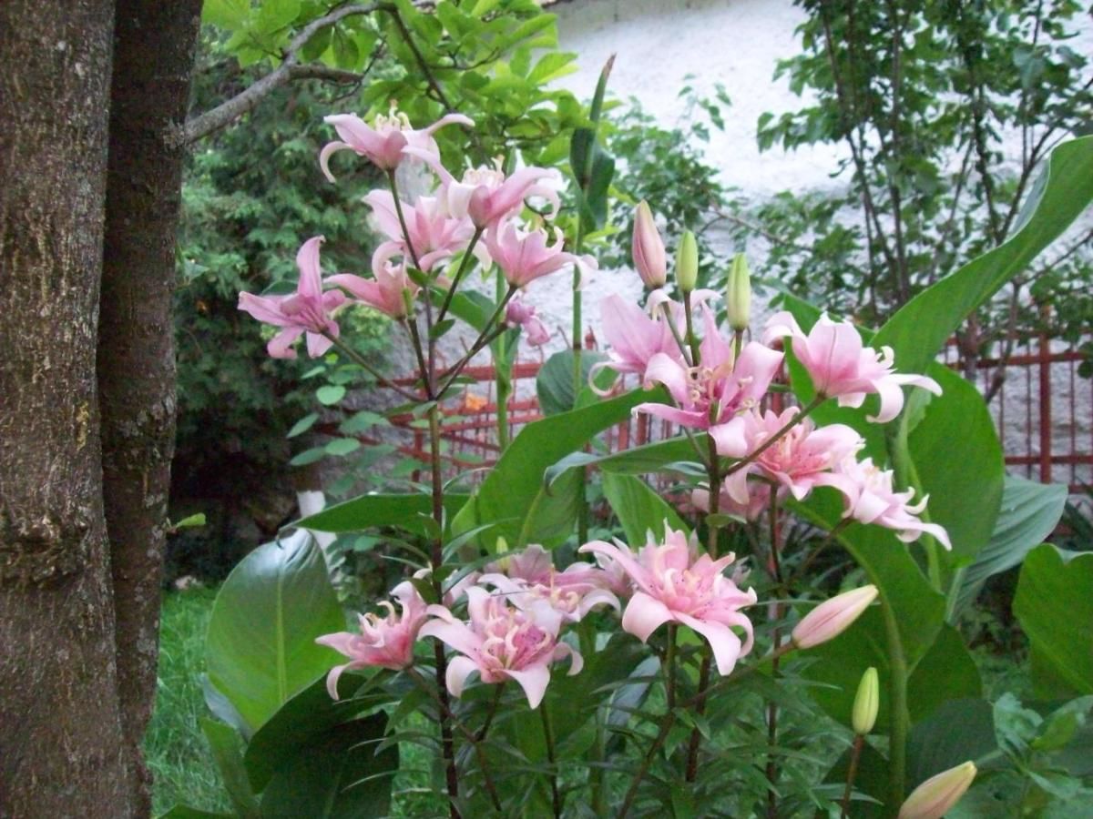 Гостевой дом Pensiunea Magnolia Prejmer-27